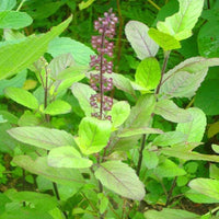 Tulsi